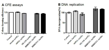 표면전하 조절된 스마트 나노물질이 처리된 세포의 군체 형성 및 DNA 복제 관찰 (a) colony forming efficiency(CFE) assay, (b) DNA replication assay