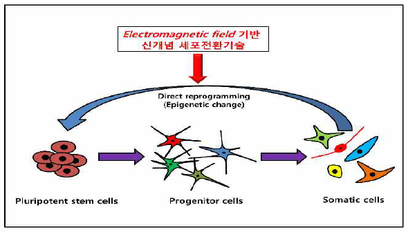 A 세포의 세포 운명 identify를 B cell 로 직접적인 전환 (conversion) 시키는 과정을 세포 리프로그래밍이라고 한다. 이 과정을 통해 A cell과 B cell 사이에 epigenetic 차이를 극복하여 세포의 lineage을 바꾼다. 최근 본연구자는 이러한 과정에서 전자기파에너지가 효율적으로 세포운명전환에 영향을 미칠 수 있다는 것을 보였음