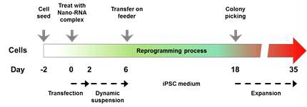 GO-PEI/mRNA 복합체를 이용한 유도만능줄기세포 생산 방법