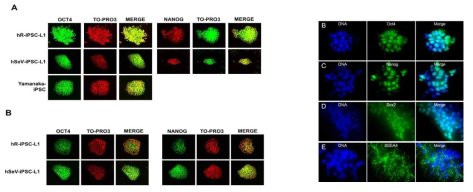 생산된 유도만능줄기세포의 줄기세포성 마커의 면역형광 염색