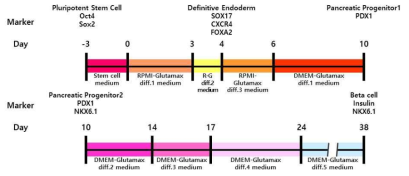 단계별 인슐린 생성 세포 분화 유도 방법