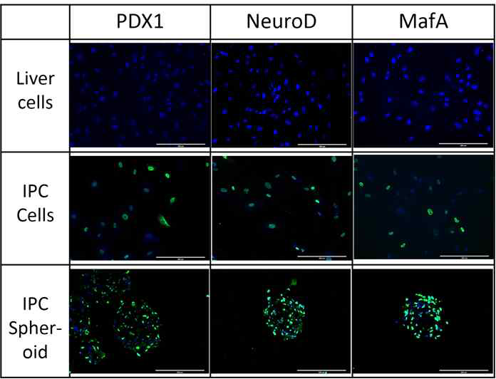 IPC, IPC spheroid에서 도입 전사인자 (PDX1, NeuroD, MafA)의 발현 확인