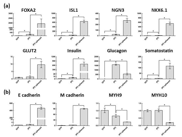 인슐린 생성세포의 구상체 형성을 통한 베타세포 관련 유전자 및 전사인자 발현 확인. Cell-cell interaction 관련 유전자 발현 확인을 통한 분화능 향상 기전 확립