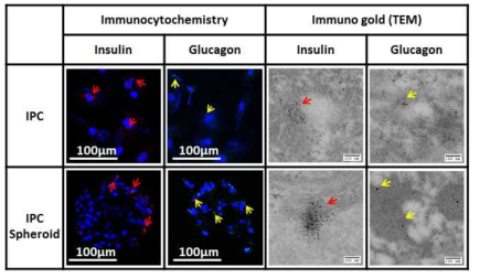 면역화학적 염생 및 TEM 이미지를 통한 3차원 구상체에서 insulin granule 형성 확인