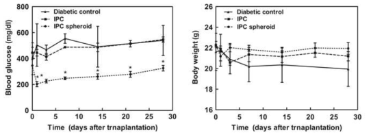 당뇨 동물에 인슐린 생성세포 및 구상체 이식후 혈당 조절 및 체중 변화확인. 인슐린 생성세포 구상체에서 당뇨가 조절되고 체중이 유지되었음