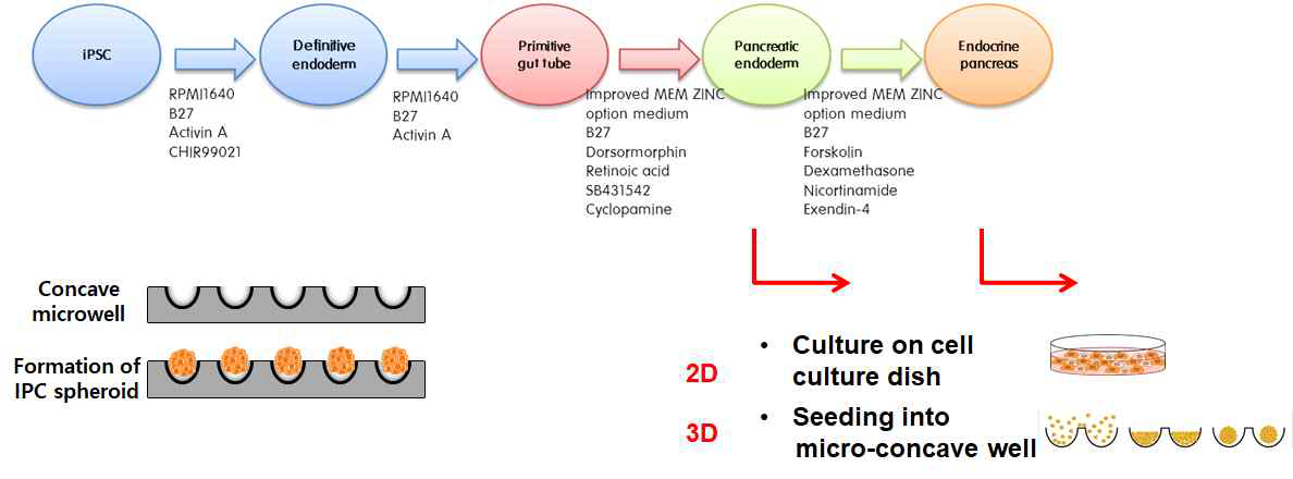 유도만능 줄기세포의 인슐린 생성세포 분화 프로토콜 및 3차원 분화 모식도