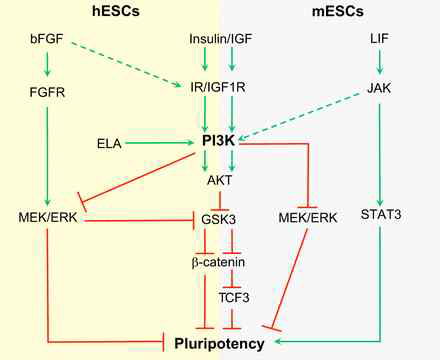 PI3K/AKT regulation of mESC and hESC pluripotency. Jason S. L. Yu, Wei Cui., Development 2016, 143, 3050-3060