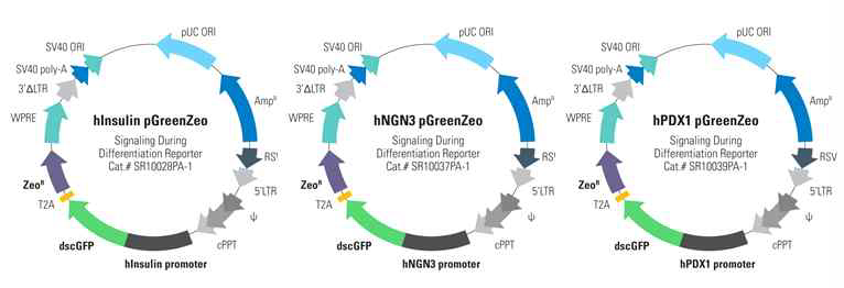 인슐린, Ngn3, Pdx1 프로모터 GFP 발현 바이러스