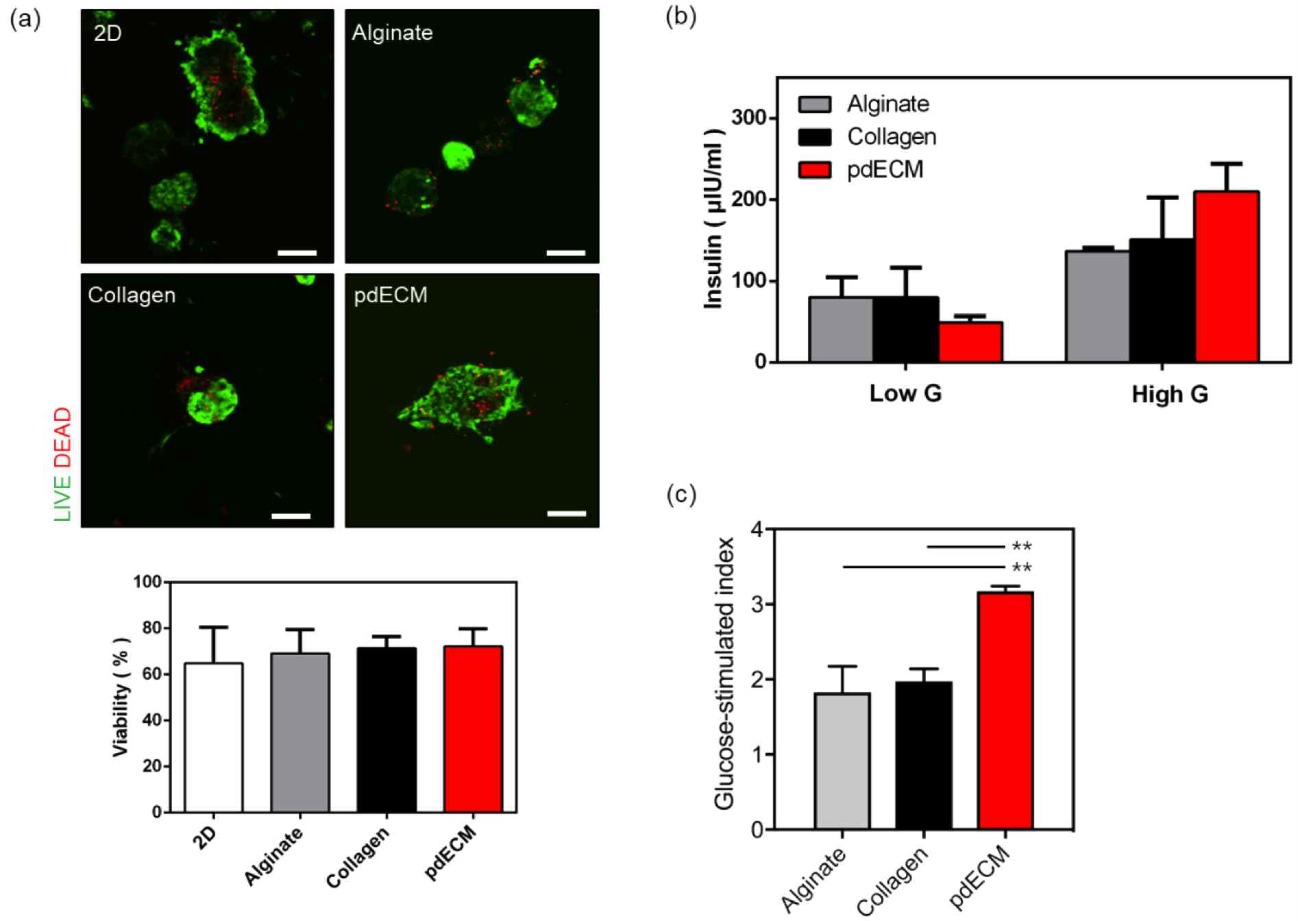 Rat으로부터 분리한 췌도 세포를 이용하여 alginate, pdECM 환경에서 5일간 배양한 후 (a) Live/dead cell staining의 정성적, 정량적 분석 및 (b, c) 포도당 농도 변화에 따른 인슐린 분비에 대한 결과