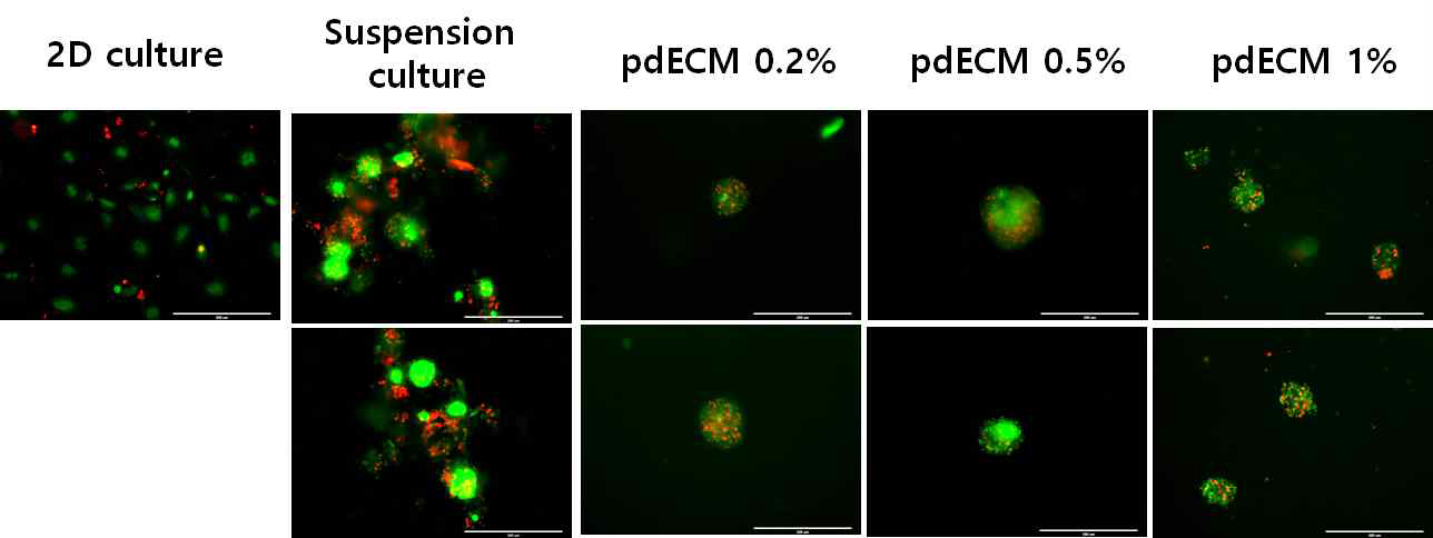 pdECM 농도에 따른 IPC spheroid의 생존능 분석 결과