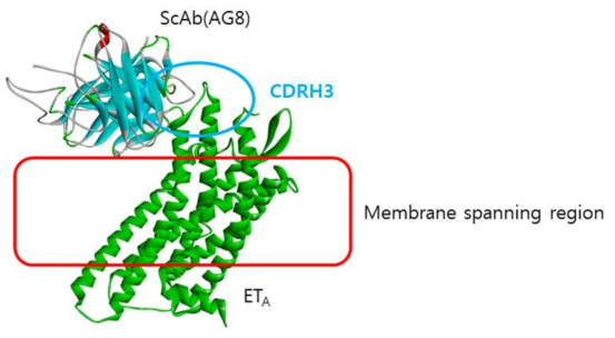 ETA와 AG8 항체의 결합 구조 모델링 결과