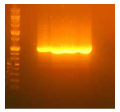 CDR3H를 구성하는 아미노산이 무작위적으로 치환된 단일사슬항체의 heavy chain DNA pool의 agarose gel 결과