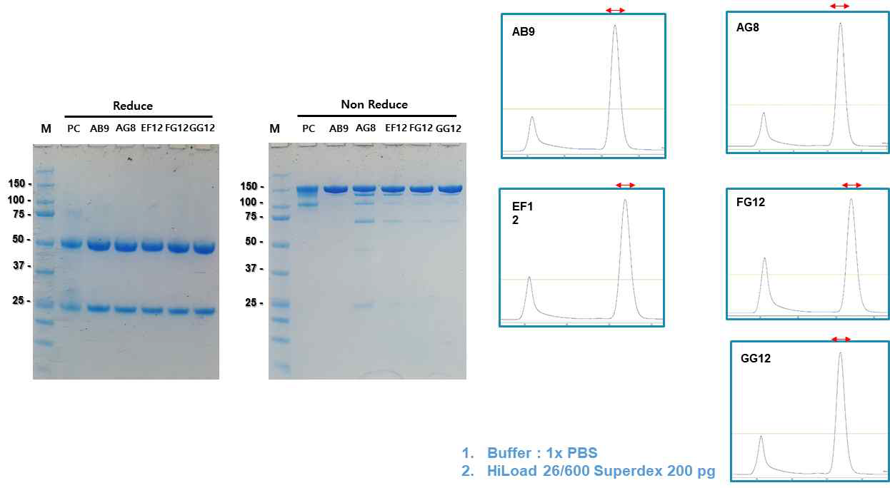 크기-배제 크로마토그래피를 이용한 5종 항체의 정제 결과 (좌 : SDS-PAGE 분석결과, 우 : 크기-배제 크로마토그램)