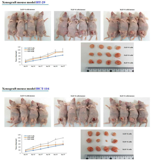 HT-29, HCT-116 암세포주를 이용한 Xenograft mouse model의 실험 결과