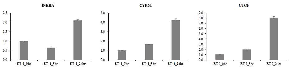 ET-1/ETA 하위 표적 유전자들의 ET-1처리에 따른 발현 실험 결과