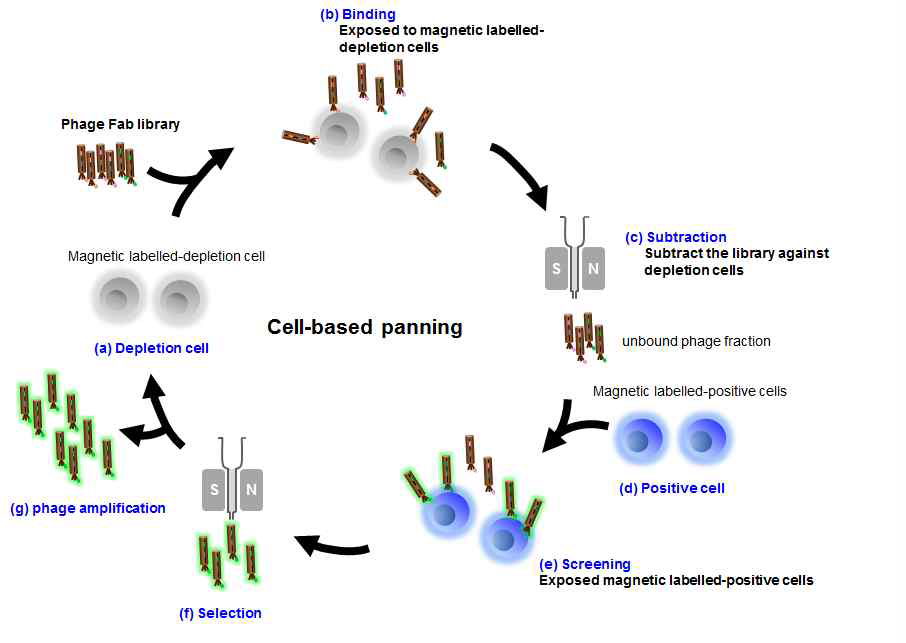 세포기반 항체 라이브러리 시스템 (Cell-based panning)