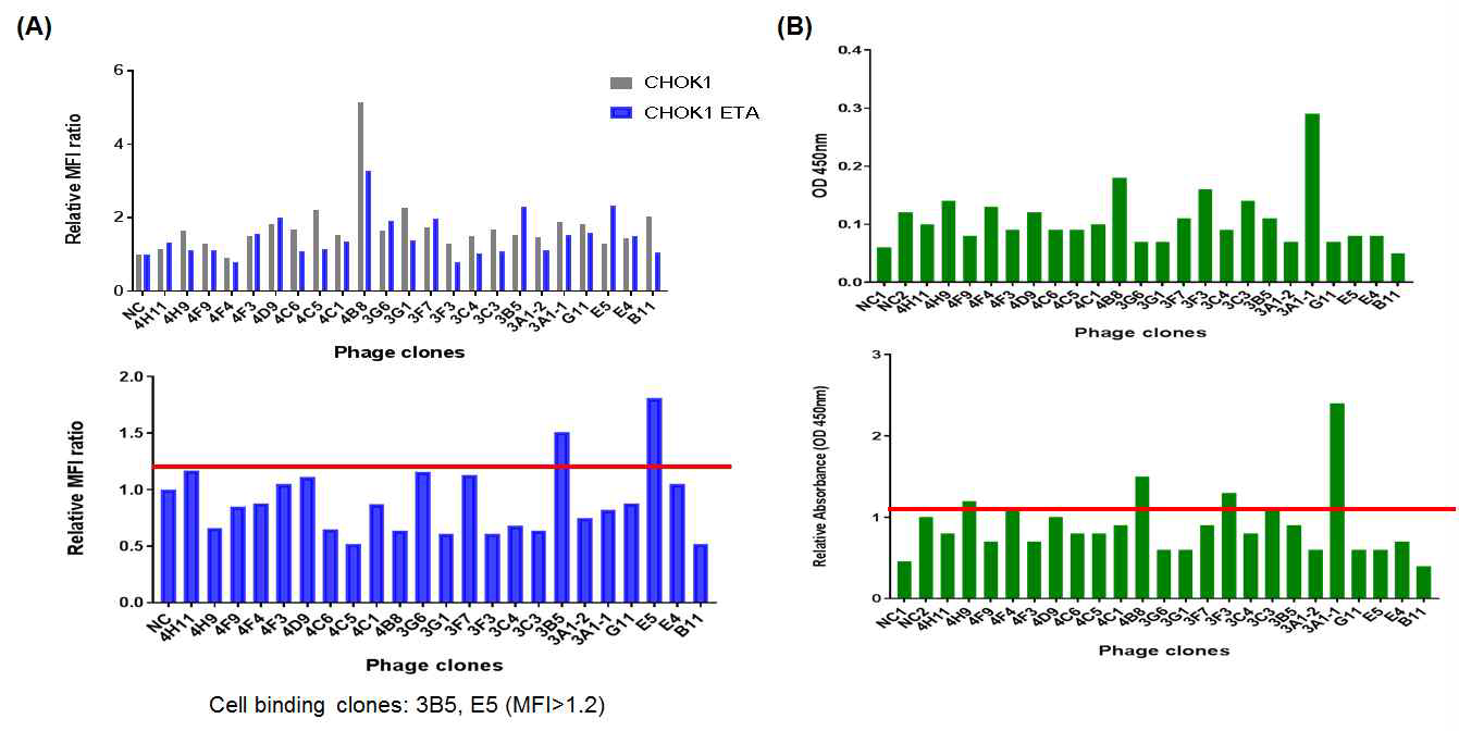 ETA 타깃 선별된 클론들을 이용한 세포결합 및 phage ELISA 분석. (A) phage clones 의 ETA 과발현 세포주 (CHOK1-ETA) 와 control (CHOK1) 에 대한 세포결합, (B) phage ELISA. The bars indicate cut-offs to select clones in each analysis