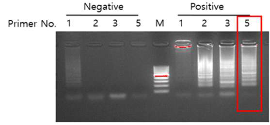 Human Coronavirus OC43 primer 선정 (Bioassay kit)