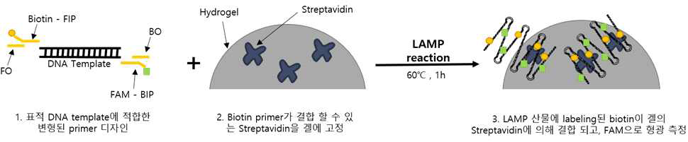 Primer-hapten/젤 고정 Anti-hapten을 이용한 등온증폭 산물 감별 기술