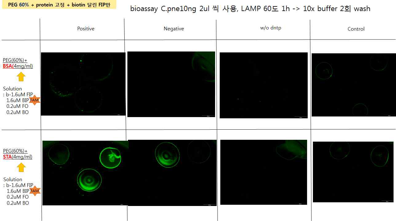 FIP-hapten만을 이용한 겔 기반 등온증폭산물 검출