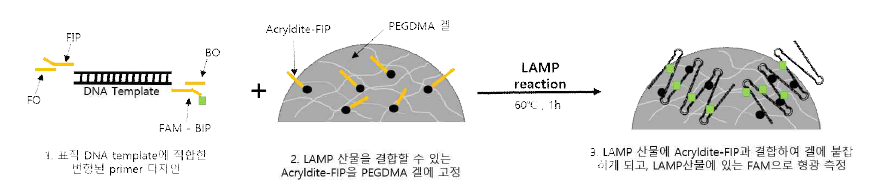 젤 고정 Acrylated primer를 이용한 등온증폭 산물 감별 기술