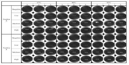 온도에 따른 Assay 결과 사진