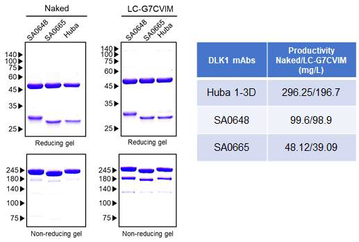 DLK1-(LC)-G7CVIM 항체 생산