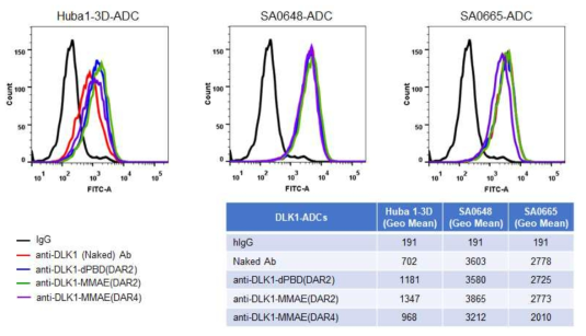 DLK1-ADC의 세포 결합력 확인