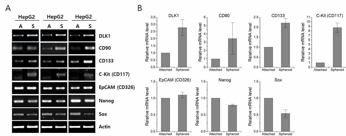 HepG2 세포 tumor spheroid 배양시 DLK1과 CSC marker들의 mRNA 발현 변화