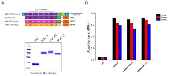 선별된 DLK1-SA0648 항체 변이체 2종의 다른 종간 교차반응성 (cross-reactivity) 확인