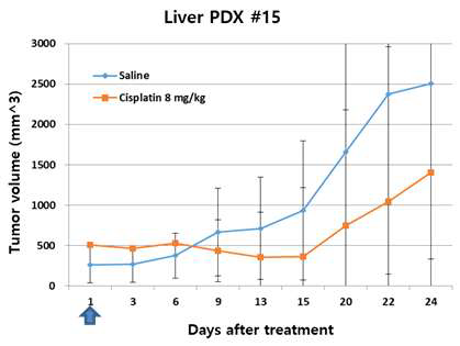Cisplatin에 의한 재발 간암 PDX model 구축