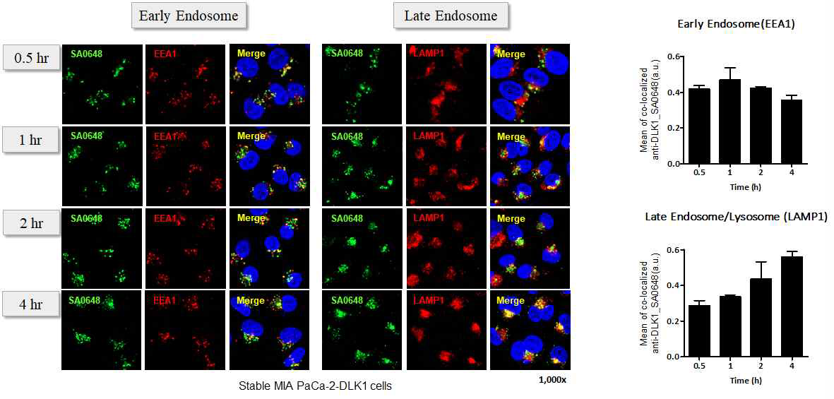 ICC 분석 통한 DLK1-SA0648 항체의 internalization 확인