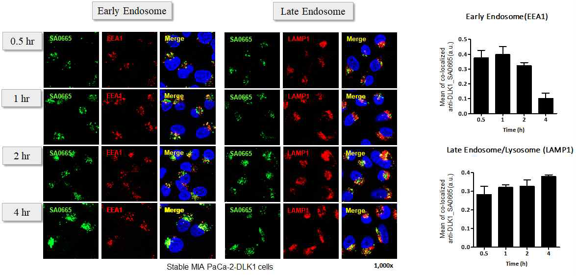 ICC 분석 통한 DLK1-SA0665 항체의 internalization 확인