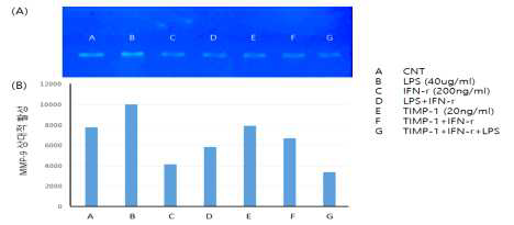 IFN-γ에 의한 MMP-9의 활성의 감소