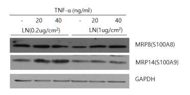 치은상피세포의 S100A8 및 S100A9 단백질의 발현. 서로 다른 농도의 laminin-332(LN) 코팅된 조건에서 24시간 배양 후 24시간 동안 TNF-α 첨가