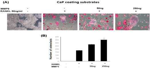 MMP-9의 osteoclas의 분화: RAW264.7을 CaP가 코팅 된 28 well dish에 1 X 104 개씩 seeding하고 FBS 10%의 배지 조건에서 osteoclast 분화를 위해 RANKL 및 M-CSF를 첨가하고 MMP-9을 50, 250 ng/ml 농도로 처리하고 5일 동안 배양함