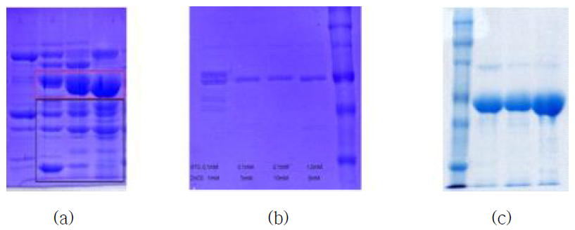 (a) ZnCl2첨가전의 단백질, (b) ZnCl2첨가후의 단백질, (C)SEC정제후의 MMP9단백질