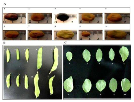 Morphological profiles of different parts of the faba bean genotypes. (A) seed, (B) immaure pod, (C) leaf, 1-10: accession numbers listed in Table 1-24