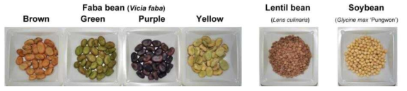 Morphology of faba bean, lentil bean, and soybean seeds