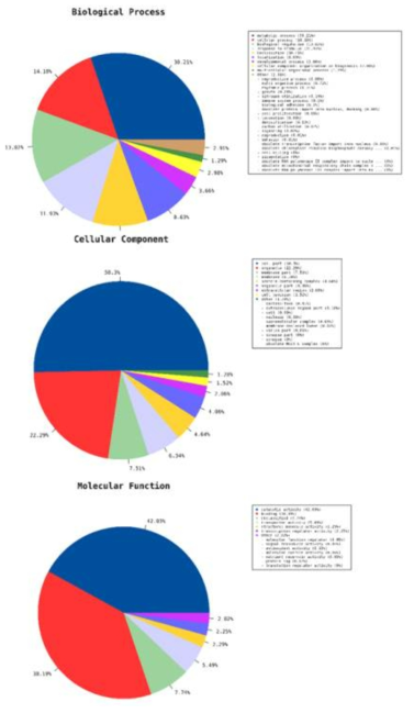 Gene annotation analysis of 33,880 isoform genes