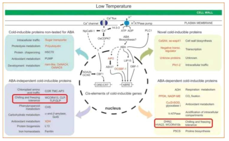 Virtual model of low-temperature inducible genes