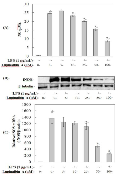(A)Lupinalbin A가 LPS로 자극된 RAW264.7 세포에서 NO생성에 미치는 영향, (B)Lupinalbin A가 LPS로 자극된 RAW264.7 세포에서 iNOS 단백질 생성에 미치는 영향, (C)Lupinalbin A가 LPS로 자극된 RAW264.7 세포에서 iNOS mRNA 생성에 미치는 영향