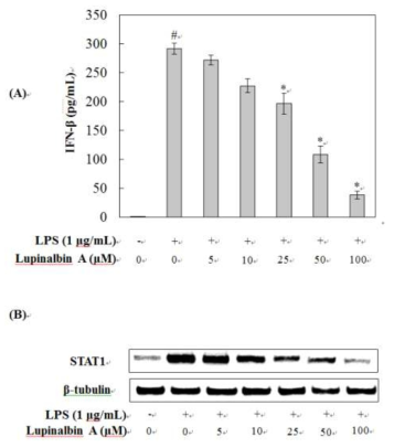 Lupinalbin A가 LPS로 자극된 RAW264.7 세포에서 IFN-β의 생성(A)과 STAT1 발현(B)에 미치는 영향