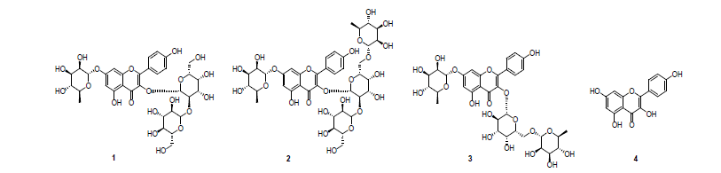 렌틸로 부터 분리된 화합물 1-3 과 Kaempferol (4)