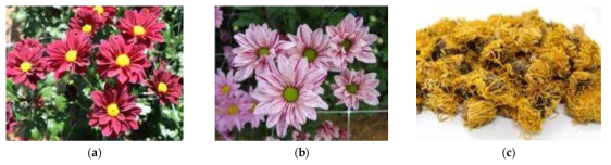 The flowers of (a) A radiation-induced mutant cultivar, C. morifolium cv. ARTI-Dark Chocolate; (b) the original cultivar, C. morifolium cv. Noble Wine; (c) the commercially available medicinal herb, C. morifolium