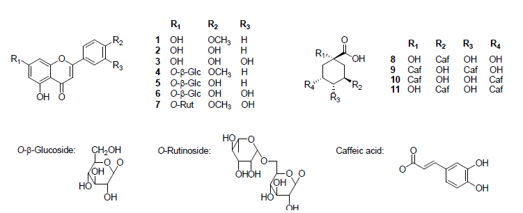 Structures of compounds 1-7 isolated from C. morifolium cv. Arti-Dark Chocolate and standard compounds 8-11
