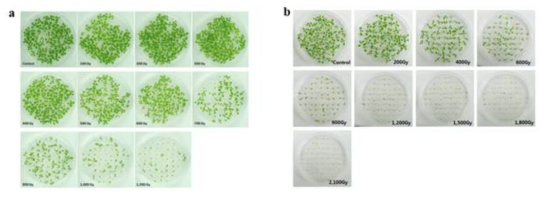 Comparison of effects of proton beams (a) and gamma-rays (b) irradiated at different doses on Arabidopsis seeds. Images were taken 2 weeks after sowing on MS medium