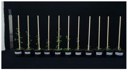 Effect of proton beam irradiation on the plant growth of Arabidopsis (36days past irradiation)