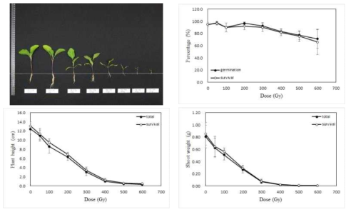 Radio-sensitivity of eggplant to gamma-rays