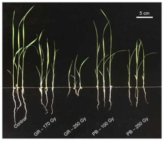 Early growth of gamma and proton beam irradiated rice seeds (cv.Samkwang) for generating mutant populations. The picture was taken two weeks after seeding